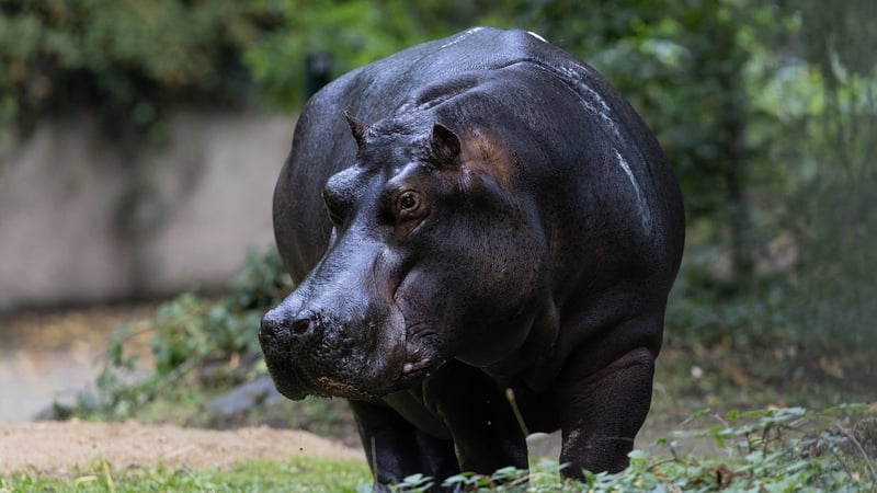 Dublin Zoo performs world-first cataract surgery on hippo