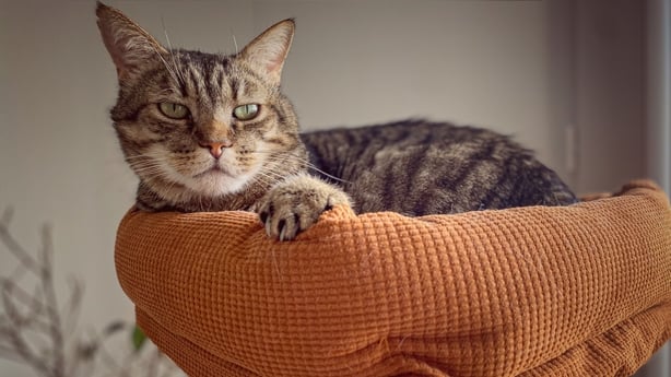 Tabby cat high up in the cat tree