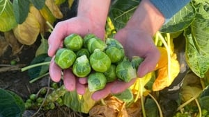 From Farm to Fork show image