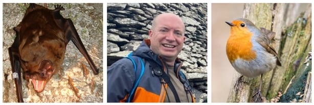 Greater Noctule Bat; Niall Hatch; Robin