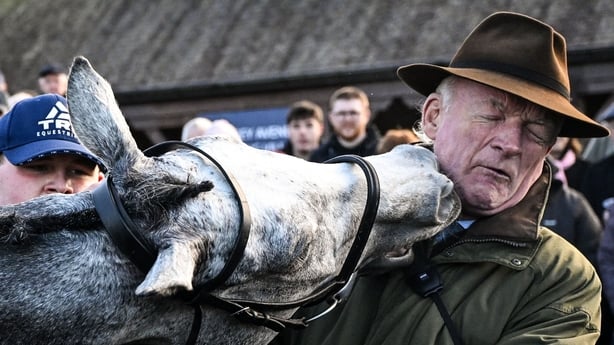 22 November 2025; Trainer Willie Mullins gets a nip from Lossiemouth after winning the Unibet Morgiana Hurdle during day one of the Punchestown Premiere Weekend at Punchestown Racecourse in Kildare. Photo by Shauna Clinton/Sportsfile