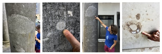 Maria McNamara; Fossils