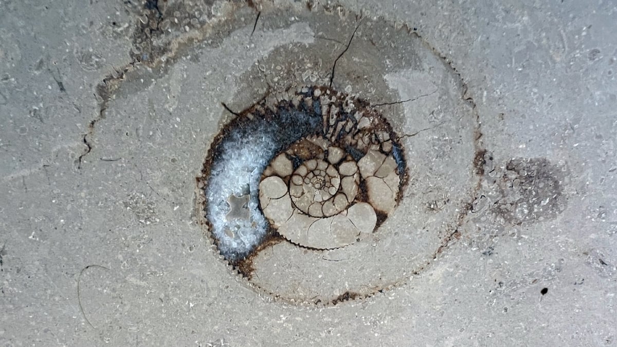 The Great Irish Fossil Hunt