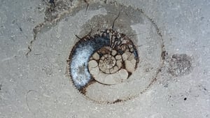 The Great Irish Fossil Hunt show image