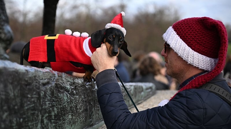 The walk was started eight years ago by one owner to help her dachshund Winston get along with other dogs when he was a puppy
