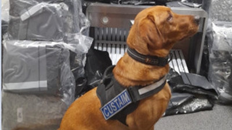 Detector dog Meabh helped Revenue officers uncover 154kg of herbal cannabis