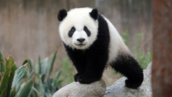 A Panda Cub Looking At Camera