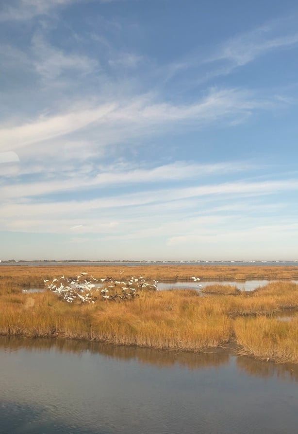 The view near New Orleans on the new train.