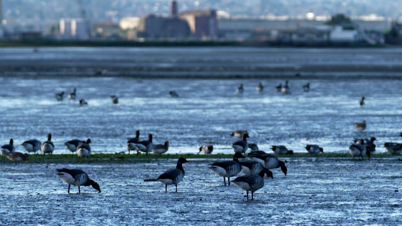 Decline in migratory waterbirds due to climate change