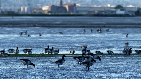 Brent Geese in Dublin
