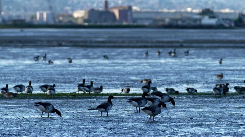 The survey found that the number of wintering waterbirds has dropped by one third because of climate change, habitat change and human activity