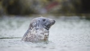 Weir-y seals! show image