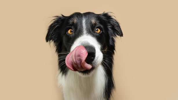 Portrait botder collie dog licking irs lips with tongue, Isolated on beige background, autumn season.