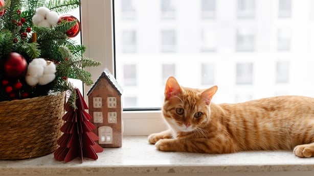 Ginger cat resting on a windowsill next to Christmas decorations and small fir tree. Cozy winter home interior with festive holiday atmosphere, natural light, calm domestic lifestyle.