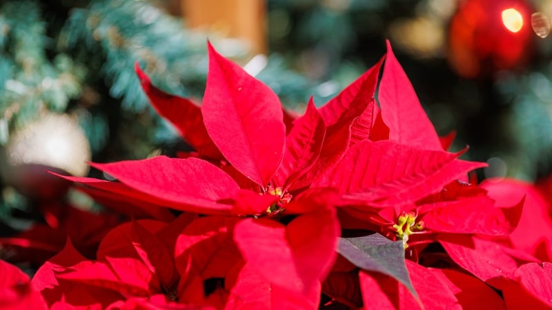How Irish growers turn poinsettias into iconic Christmas plants