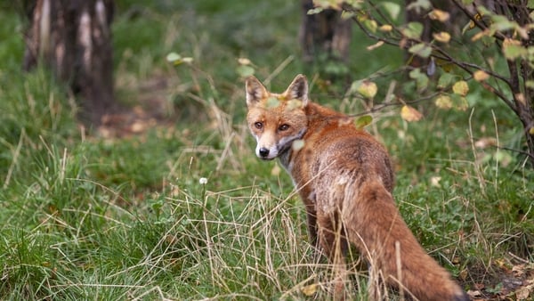 Adult red fox Vulpes vulpes in the autumn forest, natural habitat environment, Wild Ireland