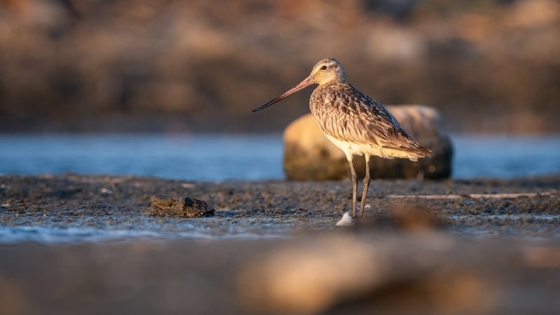 Bar-tailed Godwits are only active at low tide and so have a limited time to feed (file pic)