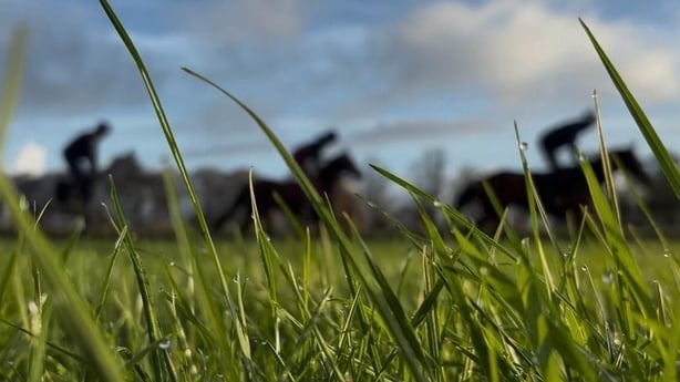 Horses run in a field