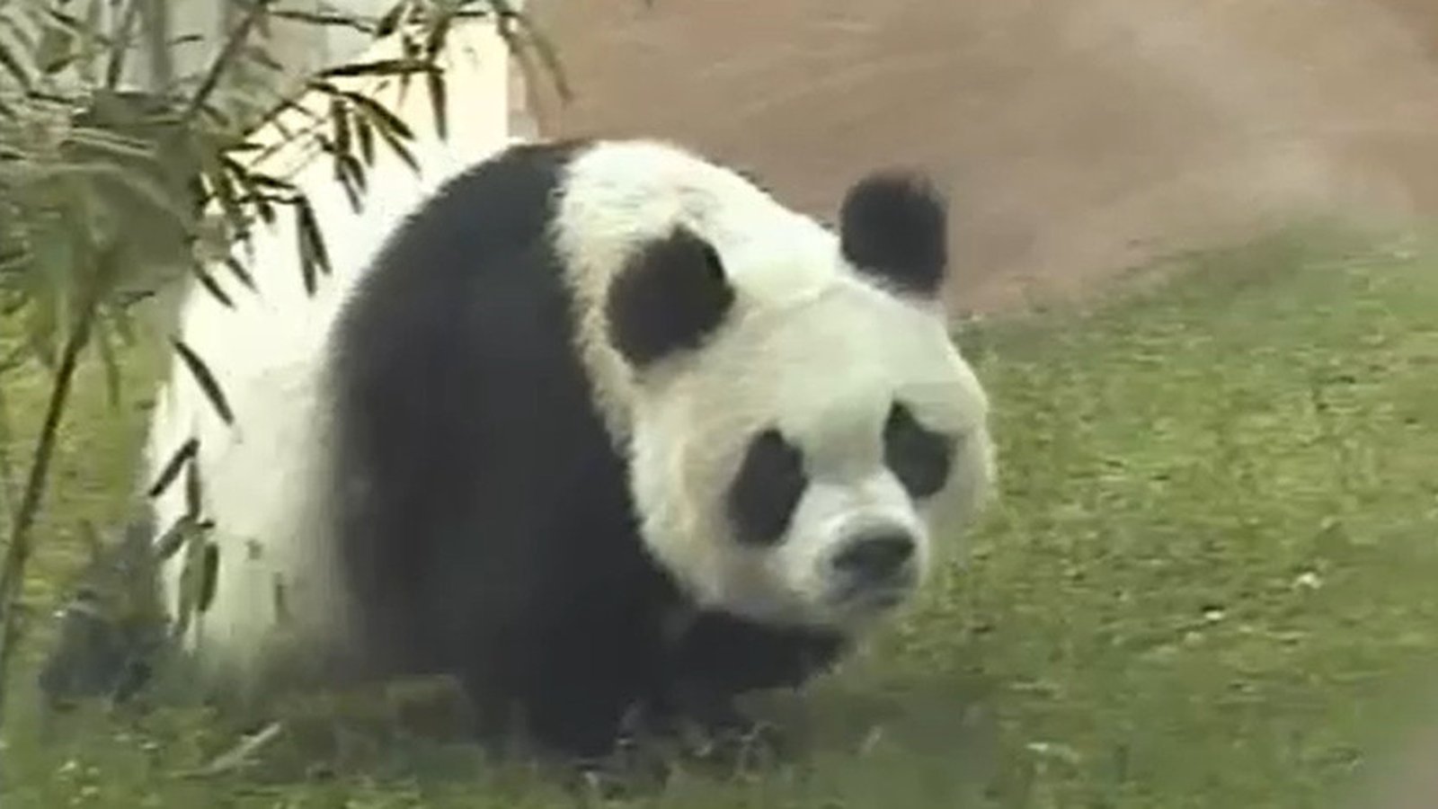 Chinese panda's Dublin trip may have led to its death