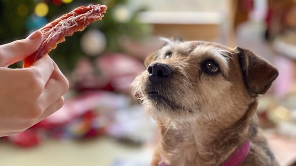 A close-up of Dog patiently waiting to receive the treat at Christmas time by an anonymous family member in the living room on Christmas morning.