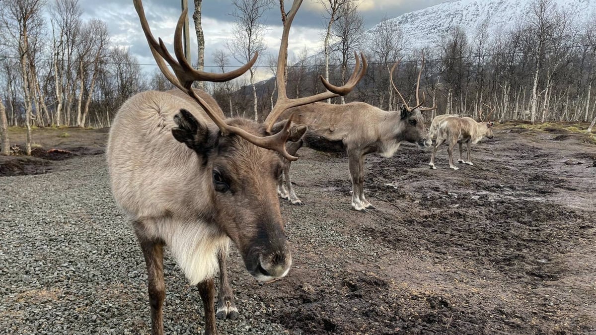Nature On One: Reindeer