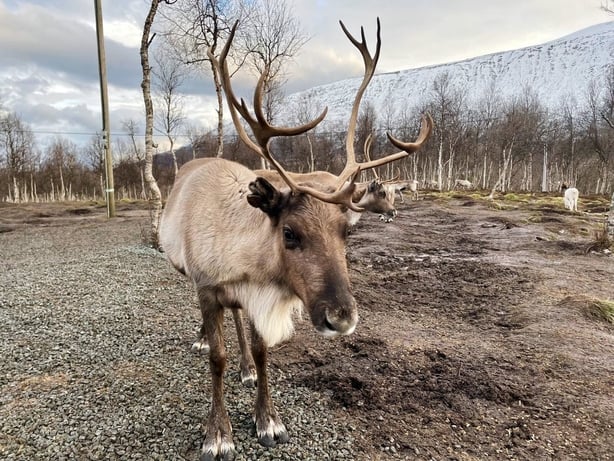 Mooney Goes Wild - Reindeer