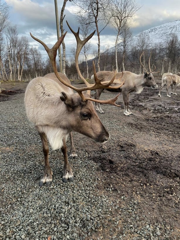Mooney Goes Wild - Reindeer