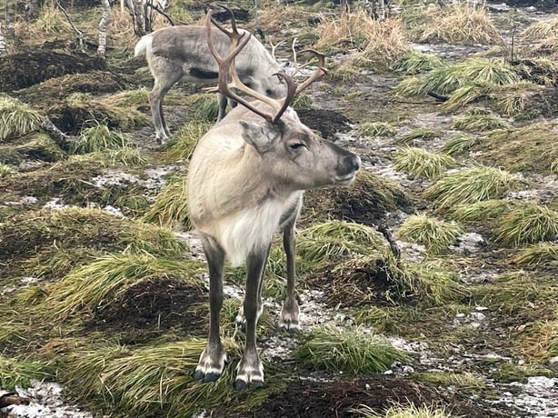 Mooney Goes Wild - Reindeer