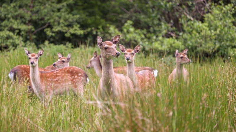 The majority of wild deer culled in Killarney National Park were non-native sika deer