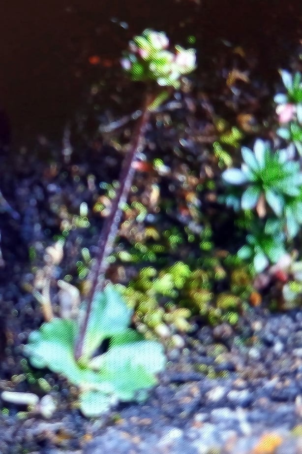 Alpine (Arctic) Saxifrage