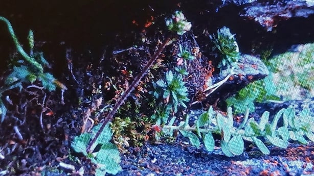 Alpine (Arctic) Saxifrage