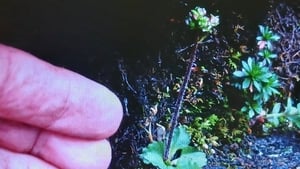 Nature on One: Arctic Saxifrage show image