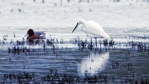 Mooney Goes Wild: Wetland Birds (02/01/26) show image