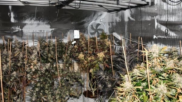 A picture shows a cannabis grow house in Co Westmeath