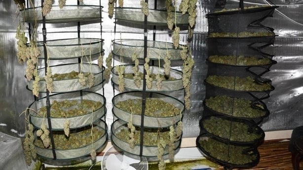 A picture shows a cannabis grow house in Co Westmeath