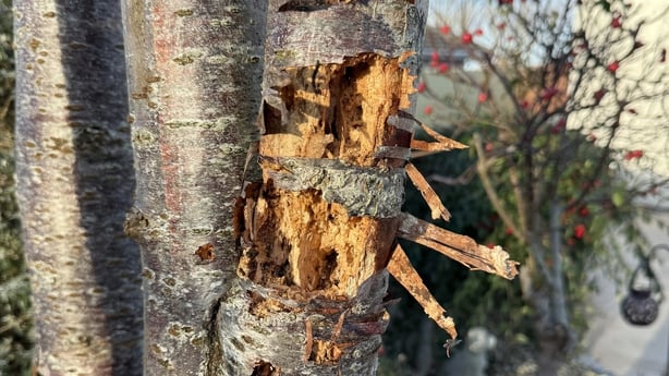 MGW Woodpecker damage to tree in Naas