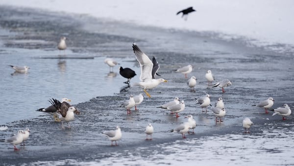 Seagulls on a frozen pond at Wolverhampton Racecourse