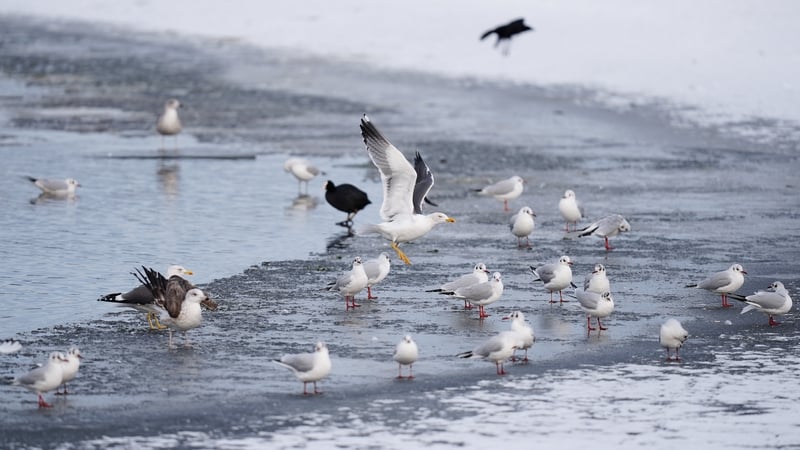Seagulls on a frozen pond at a racecourse in Wolverhampton in the UK