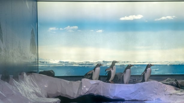 Gentoo penguins' enclosure at Sea Life London Aquarium 