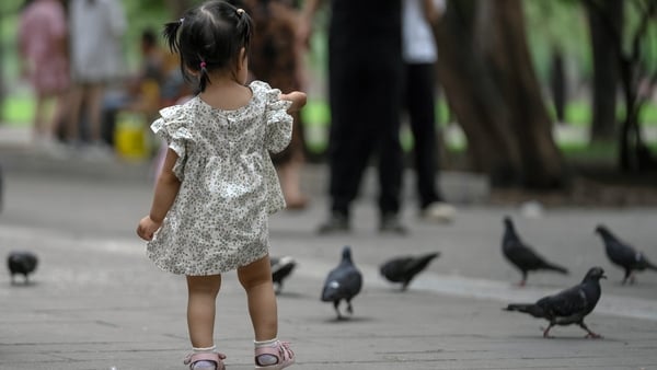 A child feeds pigeons