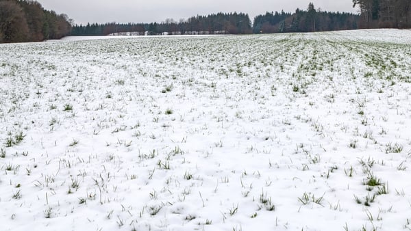 This is a photo of an agricultural field covered in snow during the winter