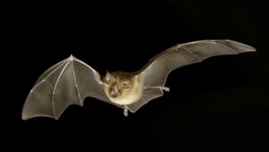 When Is The Right Time To Have A Baby Bat? show image