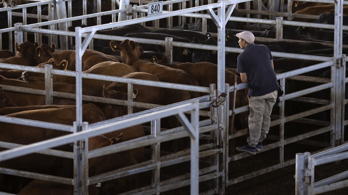The Government has confirmed that Ireland will vote against the Mercosur Trade Agreement tomorrow