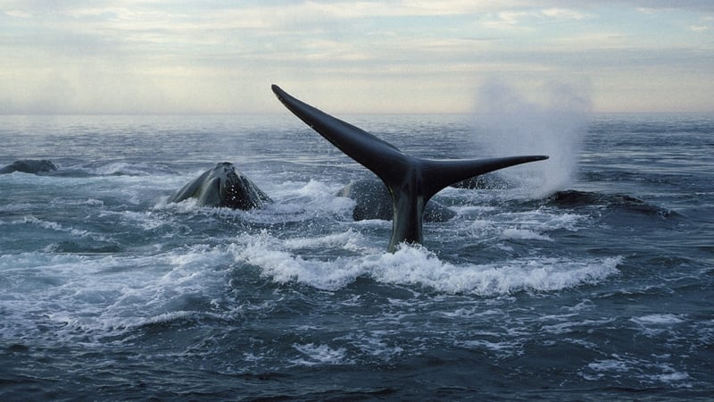 Míolta móra an oighir (Eubalaena glacialis) amach ó chósta New Brunswick, Ceanada