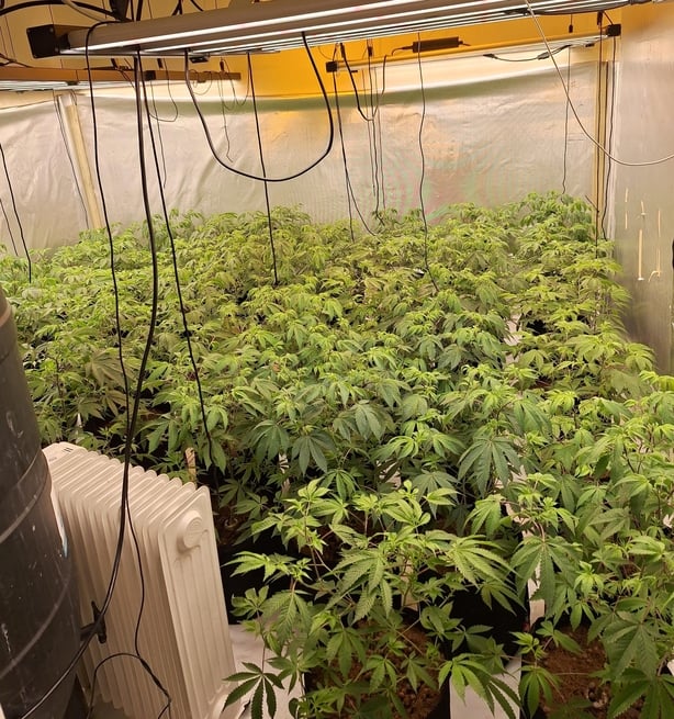 Cannabis found by the PSNI in a property in Co Derry