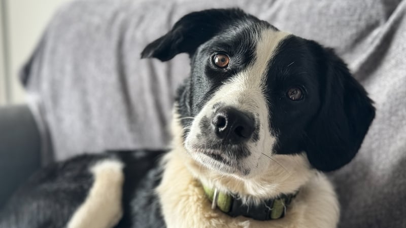 Border Collies are widely considered a particularly intelligent dog breed