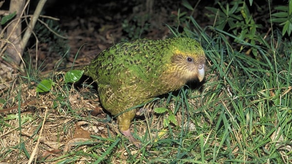 Rotund and regal-looking green flightless kakapo parrot