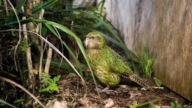 Rotund and regal-looking green flightless kakapo parrot