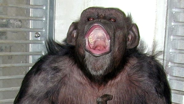 A chimpanzee with its mouth open