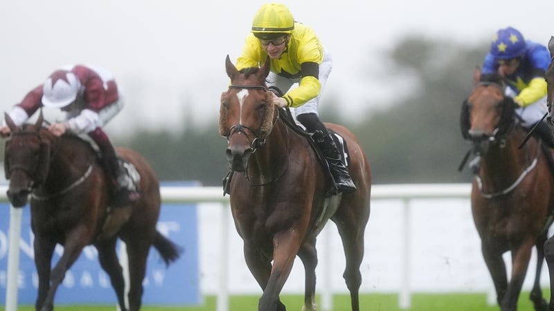 Kilmeaden is the only horse Donnacha O'Brien has in his yard aimed at the winter game